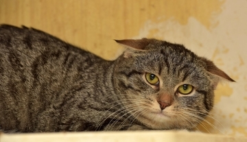 猫が耳を塞ぎたくなる『大嫌いな言葉』4つ　意味を理解しているの？嫌な思いをさせないためのコツも