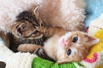 成長すると見られなくなる『子猫のサイン』4選　限られた時期にだけ表れる理由も解説