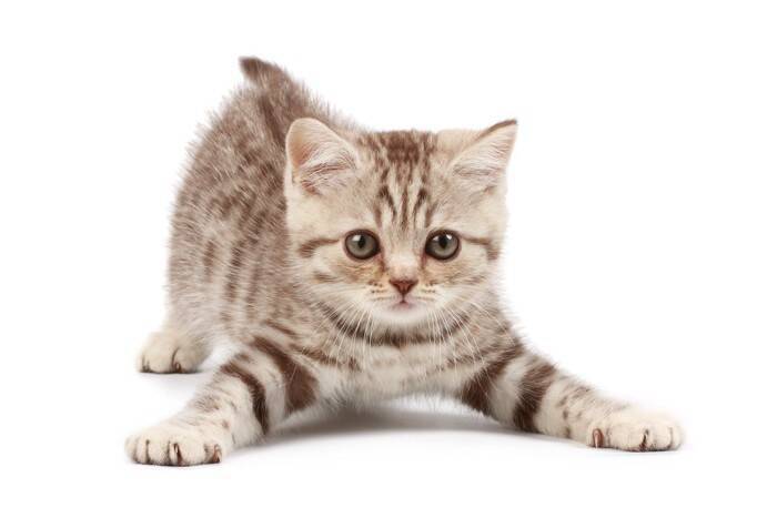 成長すると見られなくなる『子猫のサイン』4選　限られた時期にだけ表れる理由も解説
