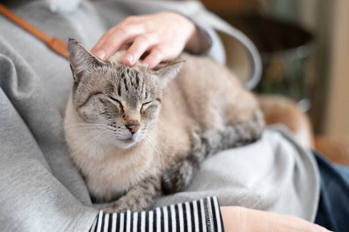 猫が『しっぽを巻き付ける』ときの理由4つ　自分以外に絡ませる意味や応え方も解説