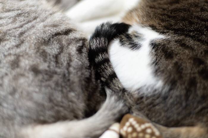 猫が『しっぽを巻き付ける』ときの理由4つ　自分以外に絡ませる意味や応え方も解説