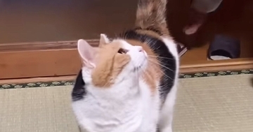 遊んでほしくて『父を待っていた三毛猫』→抱っこされると…あまりにも尊いやり取りが151万再生「大好きなのが伝わる」「愛おしすぎて涙」