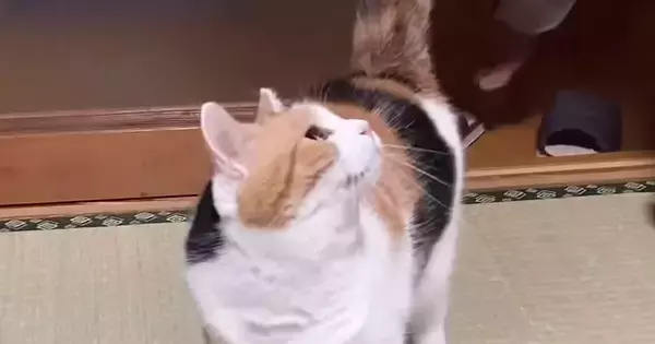 遊んでほしくて『父を待っていた三毛猫』→抱っこされると…あまりにも尊いやり取りが151万再生「大好きなのが伝わる」「愛おしすぎて涙」