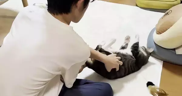 息子に転がされる猫→自分から何度も戻ってきて…ほっこりする『可愛すぎるやり取り』に「鳴き声がたまらん」「遊び方うまいなぁ」の声