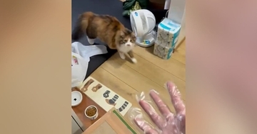 ビニール手袋をつけて『猫にちょっかい』をかけると…可愛すぎる反応に1万いいね「目まん丸ｗ」「飼い主のこと大好きなんだなぁ」