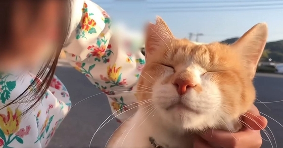 『おうちにおいでよ！こたつあるから』野良猫に声をかけた日から5年…愛にあふれた記録が170万再生「まるで映画のよう」「ボロボロ泣いた」