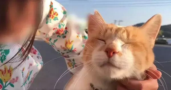 『おうちにおいでよ！こたつあるから』野良猫に声をかけた日から5年…愛にあふれた記録が170万再生「まるで映画のよう」「ボロボロ泣いた」