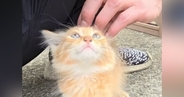 エアコン工事中に出会った小さな子猫を保護→1年後…想像以上に大きくなった『驚きの光景』が93万再生「えーー」「想像の斜め上をいったｗ」
