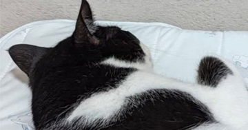 赤ちゃん用のマットでくつろぐ猫→すぐ横を見ると…思わず笑顔になる『かわいい光景』に「将来絶対仲良くなるｗ」「大きさがピッタリで笑った」