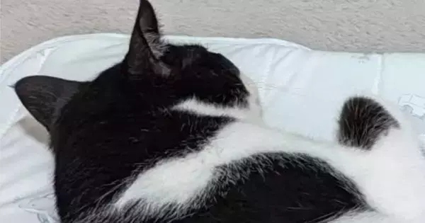 赤ちゃん用のマットでくつろぐ猫→すぐ横を見ると…思わず笑顔になる『かわいい光景』に「将来絶対仲良くなるｗ」「大きさがピッタリで笑った」