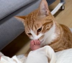 猫が初めて『赤ちゃんの足のニオイ』嗅いだ結果…まさかの"クセになっちゃう姿"が408万再生「予想を遥かに上回るいい顔」「堪能ｗ」