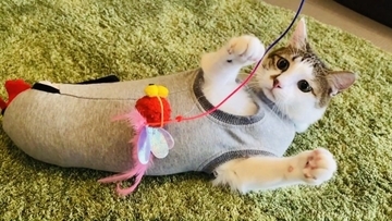 おもちゃで遊んでいた猫→赤ちゃんが欲しがった結果…まさかの『対応』をする姿が23万再生！「かわいすぎて涙」「ママと対応が全然違う」