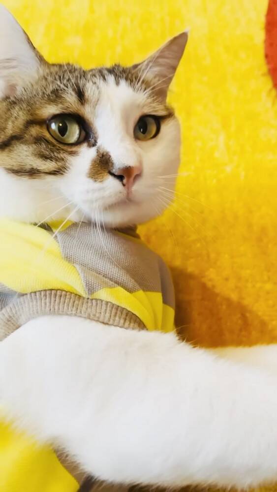 おもちゃで遊んでいた猫→赤ちゃんが欲しがった結果…まさかの『対応』をする姿が23万再生！「かわいすぎて涙」「ママと対応が全然違う」