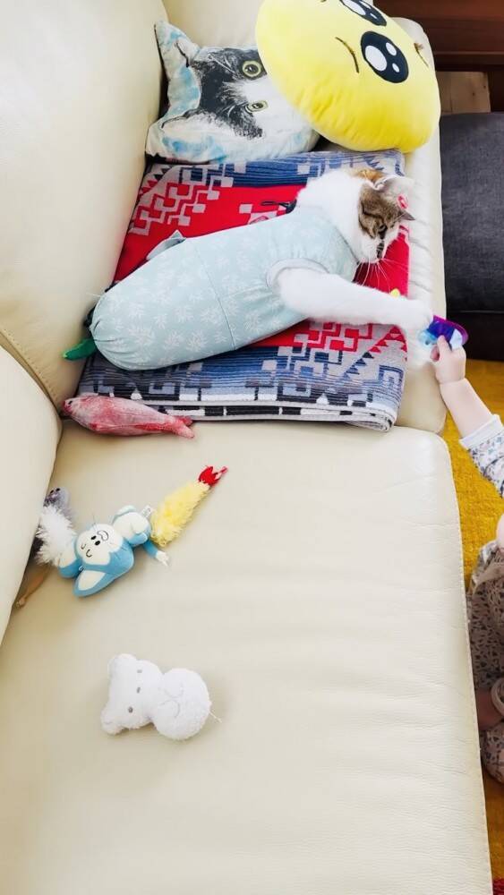 おもちゃで遊んでいた猫→赤ちゃんが欲しがった結果…まさかの『対応』をする姿が23万再生！「かわいすぎて涙」「ママと対応が全然違う」