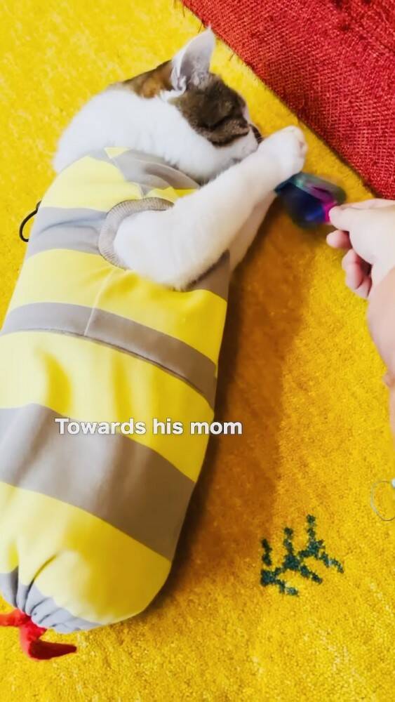 おもちゃで遊んでいた猫→赤ちゃんが欲しがった結果…まさかの『対応』をする姿が23万再生！「かわいすぎて涙」「ママと対応が全然違う」