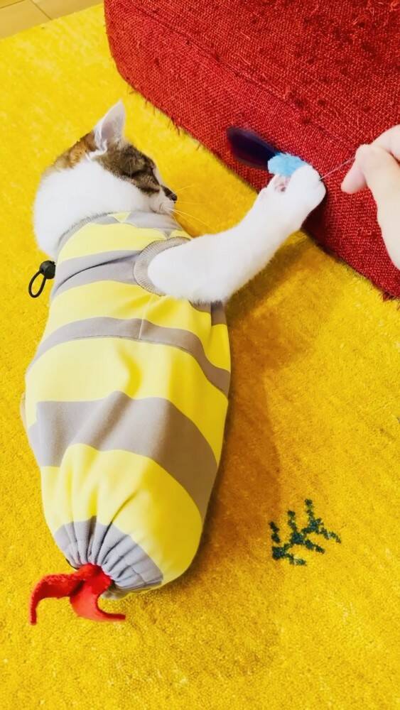 おもちゃで遊んでいた猫→赤ちゃんが欲しがった結果…まさかの『対応』をする姿が23万再生！「かわいすぎて涙」「ママと対応が全然違う」