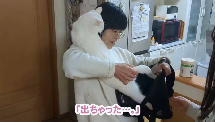 超甘えん坊な白猫を『おんぶ紐』でおんぶしてみたら…微笑ましすぎる光景が105万再生「愛情が詰まってる」「赤ちゃん育ててるみたいｗ」