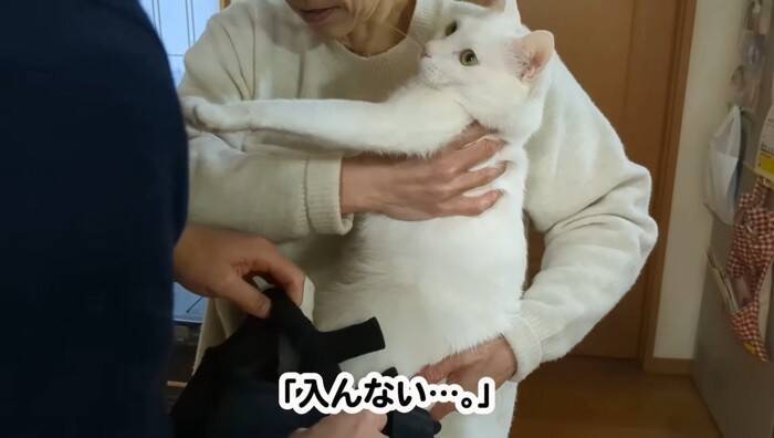 超甘えん坊な白猫を『おんぶ紐』でおんぶしてみたら…微笑ましすぎる光景が105万再生「愛情が詰まってる」「赤ちゃん育ててるみたいｗ」