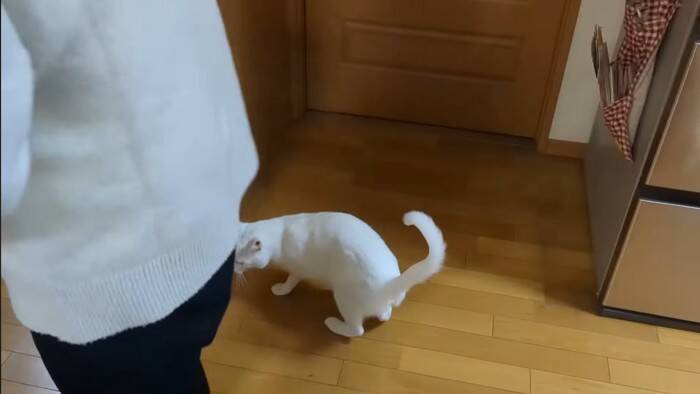 超甘えん坊な白猫を『おんぶ紐』でおんぶしてみたら…微笑ましすぎる光景が105万再生「愛情が詰まってる」「赤ちゃん育ててるみたいｗ」