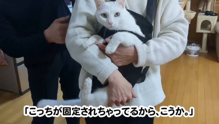 超甘えん坊な白猫を『おんぶ紐』でおんぶしてみたら…微笑ましすぎる光景が105万再生「愛情が詰まってる」「赤ちゃん育ててるみたいｗ」