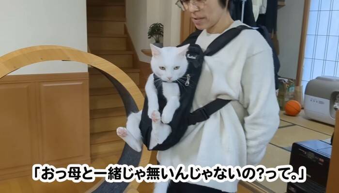 超甘えん坊な白猫を『おんぶ紐』でおんぶしてみたら…微笑ましすぎる光景が105万再生「愛情が詰まってる」「赤ちゃん育ててるみたいｗ」