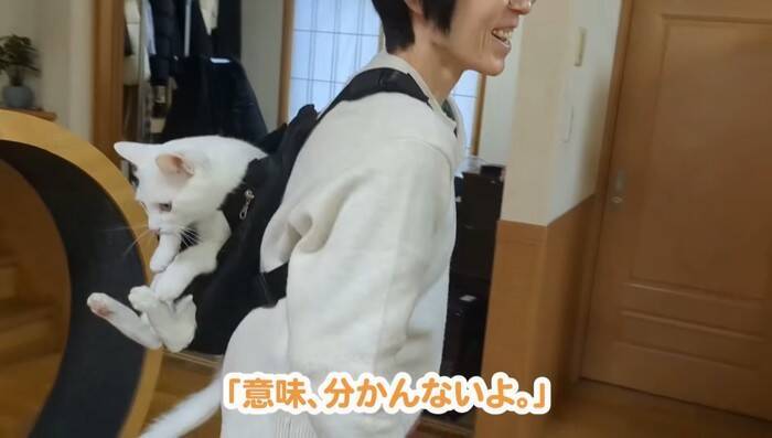 超甘えん坊な白猫を『おんぶ紐』でおんぶしてみたら…微笑ましすぎる光景が105万再生「愛情が詰まってる」「赤ちゃん育ててるみたいｗ」