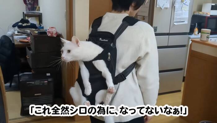 超甘えん坊な白猫を『おんぶ紐』でおんぶしてみたら…微笑ましすぎる光景が105万再生「愛情が詰まってる」「赤ちゃん育ててるみたいｗ」