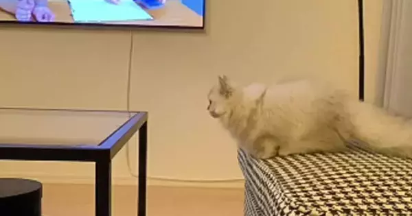 テーブルに飛び移ろうとした短足猫→次の瞬間…つい助けたくなる『愛おしい光景』が25万再生「すごい応援しちゃったｗ」「とっても可愛い」