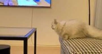 テーブルに飛び移ろうとした短足猫→次の瞬間…つい助けたくなる『愛おしい光景』が25万再生「すごい応援しちゃったｗ」「とっても可愛い」