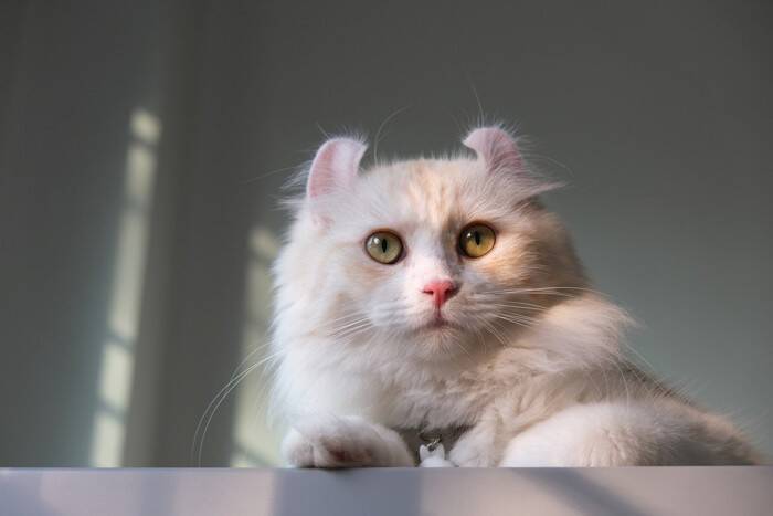 個性的な『愛称』で呼ばれている猫種4選 　それぞれの魅力や別名の由来もご紹介