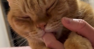 飼い主さんの指をしゃぶる猫→手を動かされると…とんでもなく甘えん坊な『まさかの行動』に悶絶「赤ちゃんだ」「たまらない…」と４万いいね