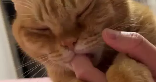 飼い主さんの指をしゃぶる猫→手を動かされると…とんでもなく甘えん坊な『まさかの行動』に悶絶「赤ちゃんだ」「たまらない…」と４万いいね
