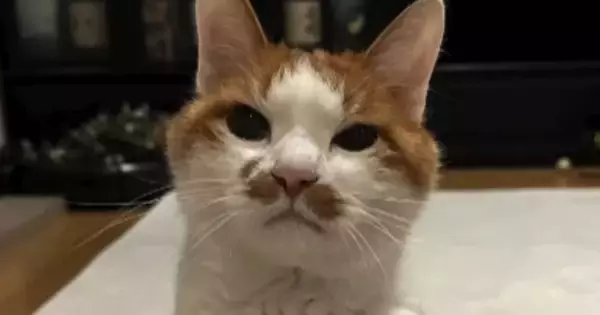 ずっと水も飲めずご飯も食べられなかった猫→ようやく原因が判明して…『闘病の記録』に涙する人が続出「本当に泣いた」「よく頑張ったね」