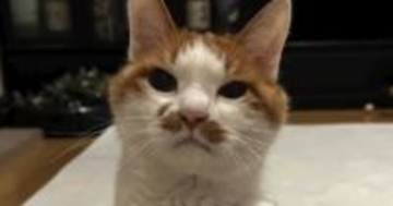 ずっと水も飲めずご飯も食べられなかった猫→ようやく原因が判明して…『闘病の記録』に涙する人が続出「本当に泣いた」「よく頑張ったね」