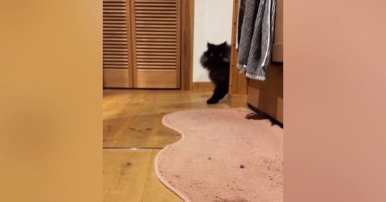 『おいで』と呼ばれた猫→トコトコと近づいてきて…とんでもなく尊い『愛おしさ満載の反応』が26万再生「想像以上に可愛い」「声出た」