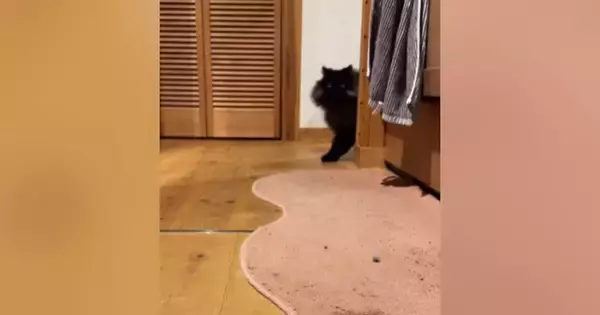 『おいで』と呼ばれた猫→トコトコと近づいてきて…とんでもなく尊い『愛おしさ満載の反応』が26万再生「想像以上に可愛い」「声出た」