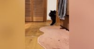 『おいで』と呼ばれた猫→トコトコと近づいてきて…とんでもなく尊い『愛おしさ満載の反応』が26万再生「想像以上に可愛い」「声出た」