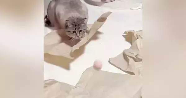 ボールを『真剣に見つめていた猫』→次の瞬間……まさかの展開に「天然っぷりがかわいいｗ」「何狙ってるのｗ」と13万表示の反響