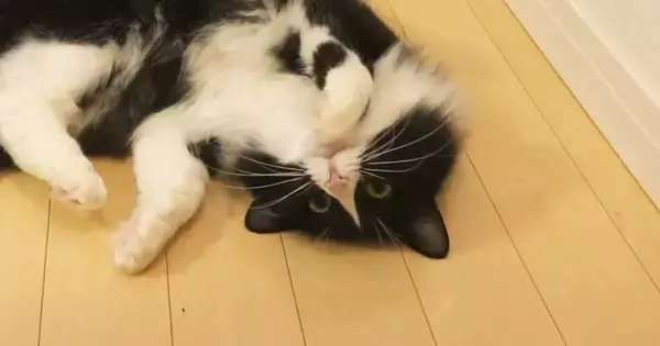 目の前でくねくねスリスリとしてくる猫→顎を撫でまわしてみたら…可愛すぎる光景に「甘えているんだろうね」「早よ触らぬかだと思うｗ」の声