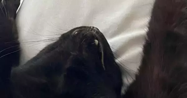 布団で眠っている猫→とっても幸せそうな体勢で…守りたくなる『愛おしい光景』に１万いいね「めっちゃリラックスしてるｗ」「可愛すぎ〜」