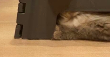 ステップ台の中に『入り込む猫』→飼い主に呼ばれると、『小さな穴』から…まさかの光景に１万いいね「サイズ感ばっちりｗ」「可愛くて無理」
