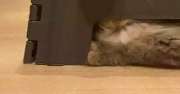 ステップ台の中に『入り込む猫』→飼い主に呼ばれると、『小さな穴』から…まさかの光景に１万いいね「サイズ感ばっちりｗ」「可愛くて無理」