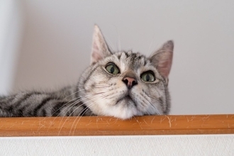 猫が『高い場所』を好んで登る理由3選　考えられる心理やトラブルの予防策まで