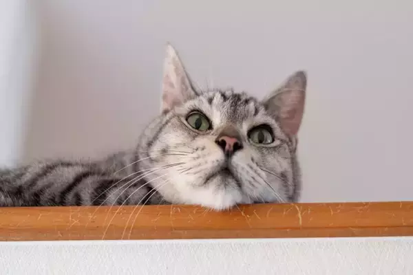 猫が『高い場所』を好んで登る理由3選　考えられる心理やトラブルの予防策まで