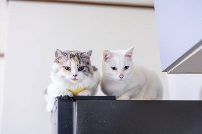 猫が『高い場所』を好んで登る理由3選　考えられる心理やトラブルの予防策まで