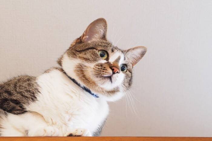 猫が『高い場所』を好んで登る理由3選　考えられる心理やトラブルの予防策まで