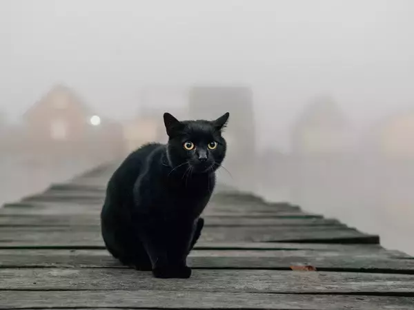 天才作家エドガー・アラン・ポーに愛された猫　最期まで強い絆で結ばれたふたり　米国