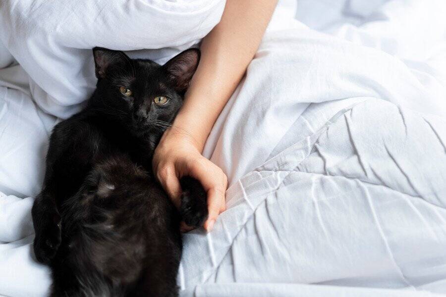 天才作家エドガー・アラン・ポーに愛された猫　最期まで強い絆で結ばれたふたり　米国