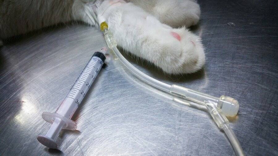 「大の犬派」だった女性が出会った瀕死の猫　命を助けたその瞬間に「猫好き」へと変貌！　カナダ