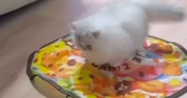 電動猫じゃらしで遊んでいた猫…あまりにも予想外な『使い方』に「斬新すぎるｗ」「可愛いから大正解ｗ」と爆笑する人が続出